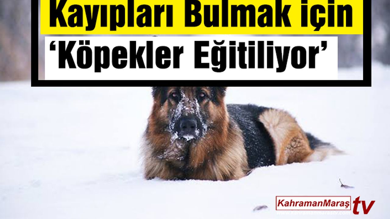 İsviçre Kayıpları Bulmak için ‘Köpekleri Eğitiyor’
