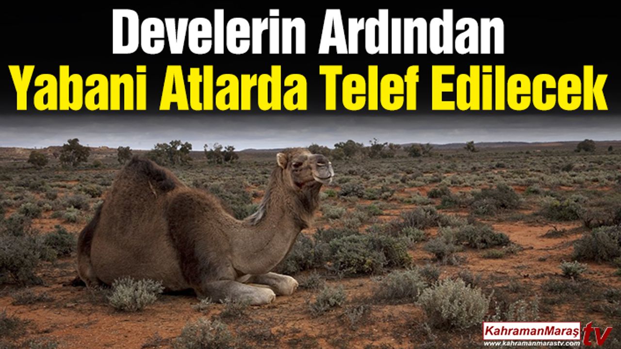 Develerin Ardından Yabani Atlarda Telef Edilecek