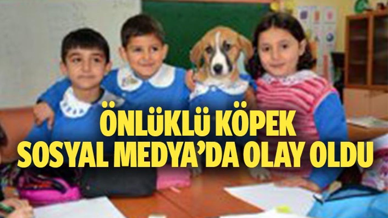 Önlüklü köpek sosyal medya’da olay oldu