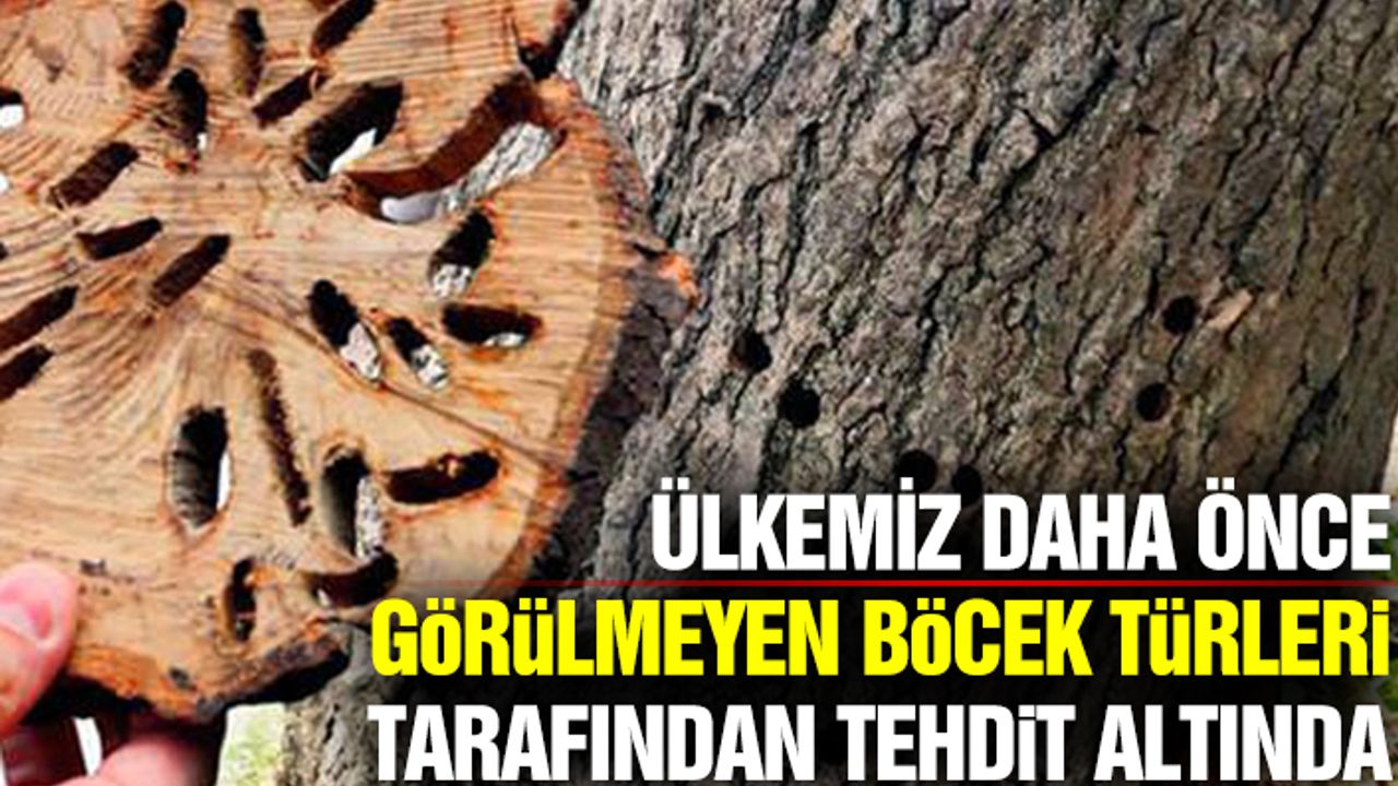 Ülkemiz Daha Önce Görülmeyen Böcek Türleri Tarafından Tehdit Altında