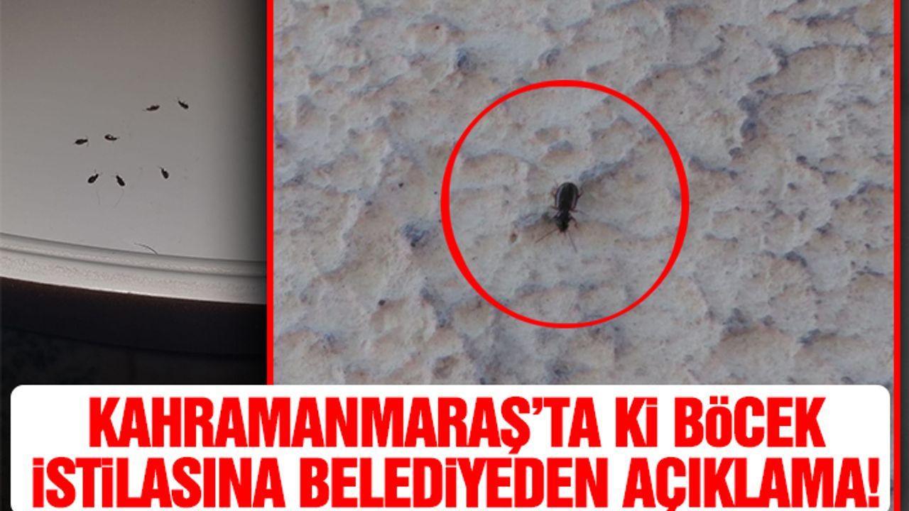 Kahramanmaraş’ta ki Böcek İstilasına Belediyeden Açıklama!