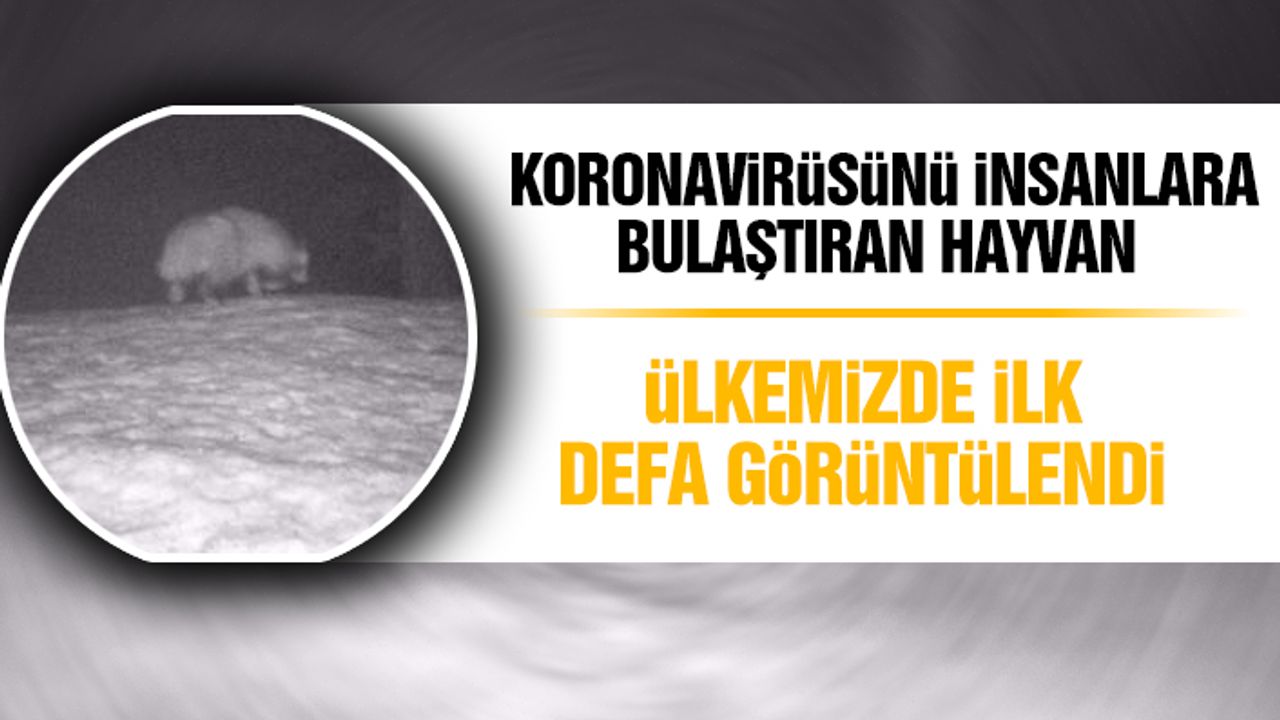 Koronavirüsünü İnsanlara Bulaştıran Hayvan Ülkemizde İlk Defa Görüntülendi