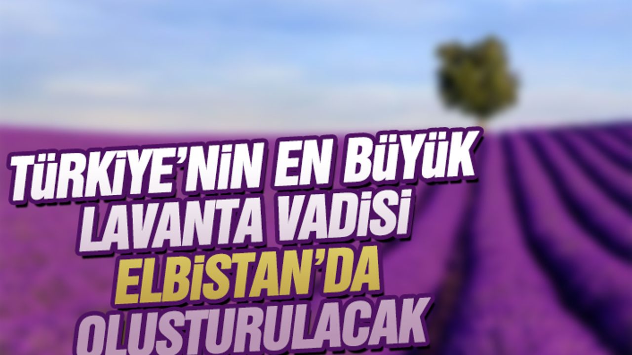 Türkiye’nin En Büyük Lavanta Vadisi Elbistan’da Oluşturulacak