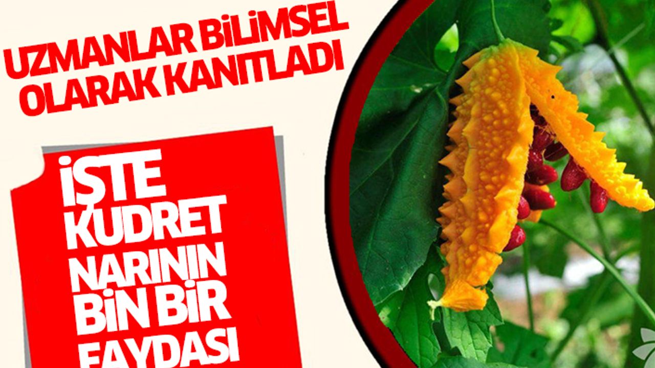 Uzmanlar Bilimsel olarak kanıtladı İşte Kudret Narının Hem Gıda Hem İlaç Olarak Kullanıldığı Bin Bir Derde Şifası