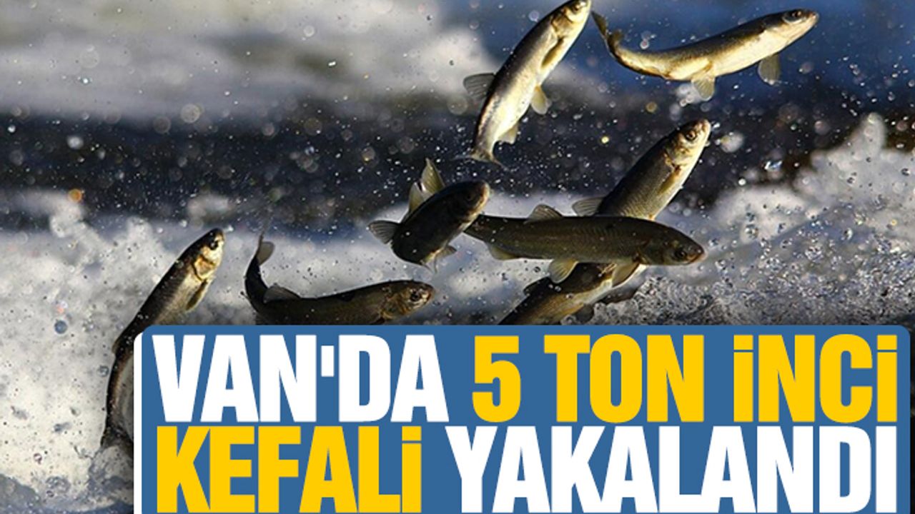 Van'da 5 Ton İnci Kefali Yakalandı