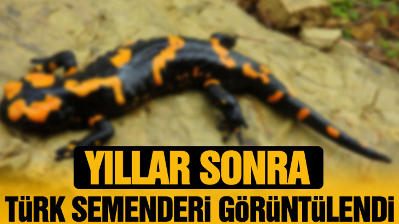 Yıllar Sonra Türk Semenderi Görüntülendi